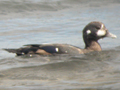 Harlequin Duck
